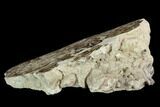 Polished Fossil Stromatolite (Chlorellopsis?) Slab - Wyoming #123428-2